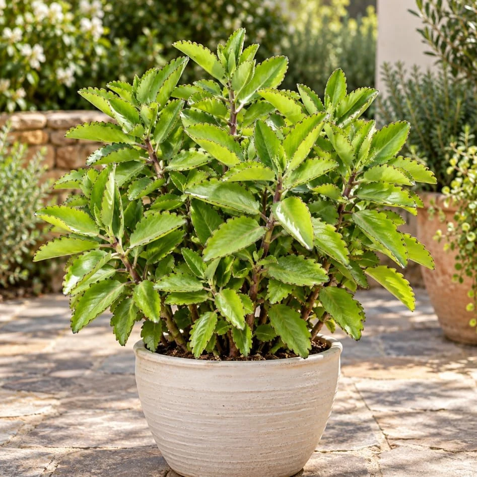 Kalanchoe Pinnata Live Plant - Bryophyllum Pinnatum, 4" Potted Indoor Plant - Image 1