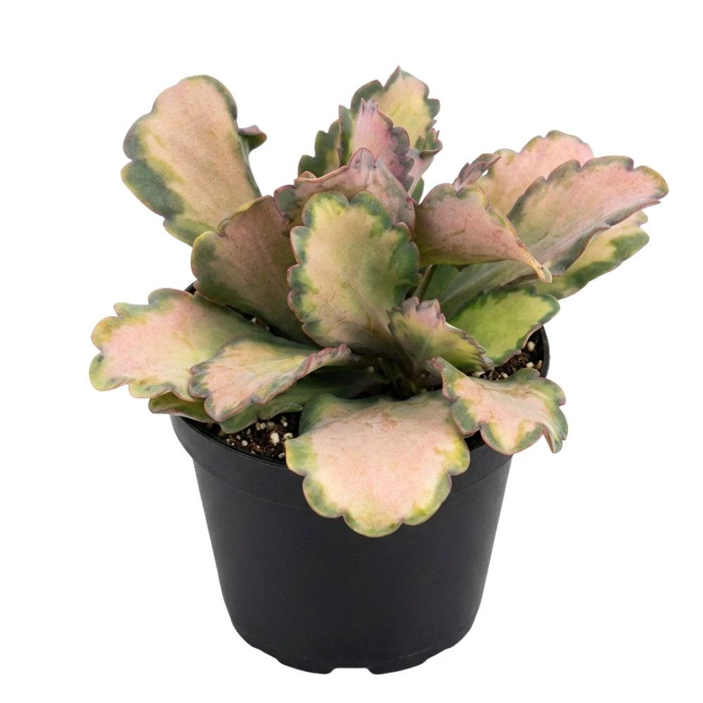 Kalanchoe Stained Glass Live Plant – 4 Inch Potted Variegated Succulent Houseplant - Image 1