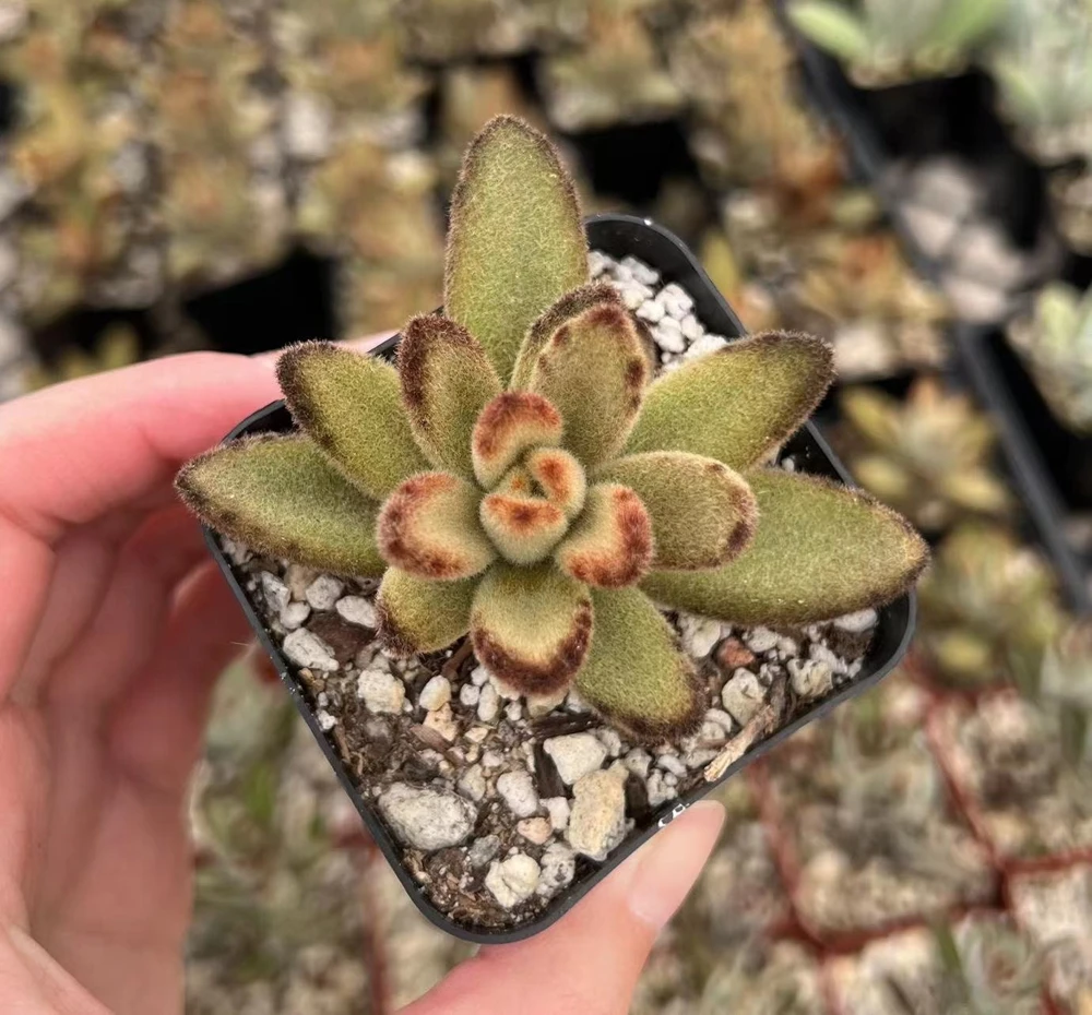 Kalanchoe Tomentosa Chocolate Soldier Live Plant – 2 inch Pot – Succulent Indoor - Image 1
