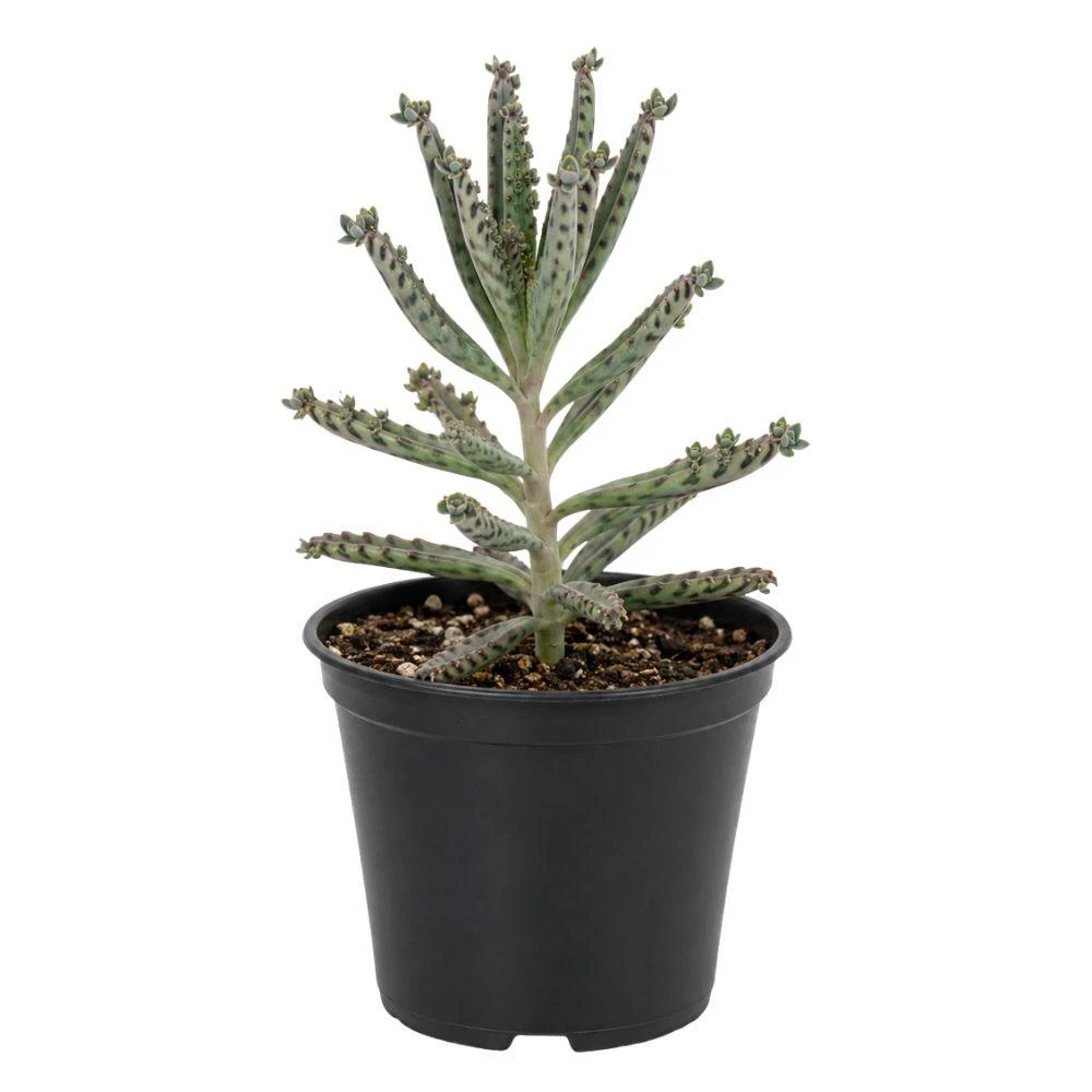Kalanchoe Tubiflora Live Plant - Mother of Millions Succulent, 2 Inch Pot, Indoor - Image 1