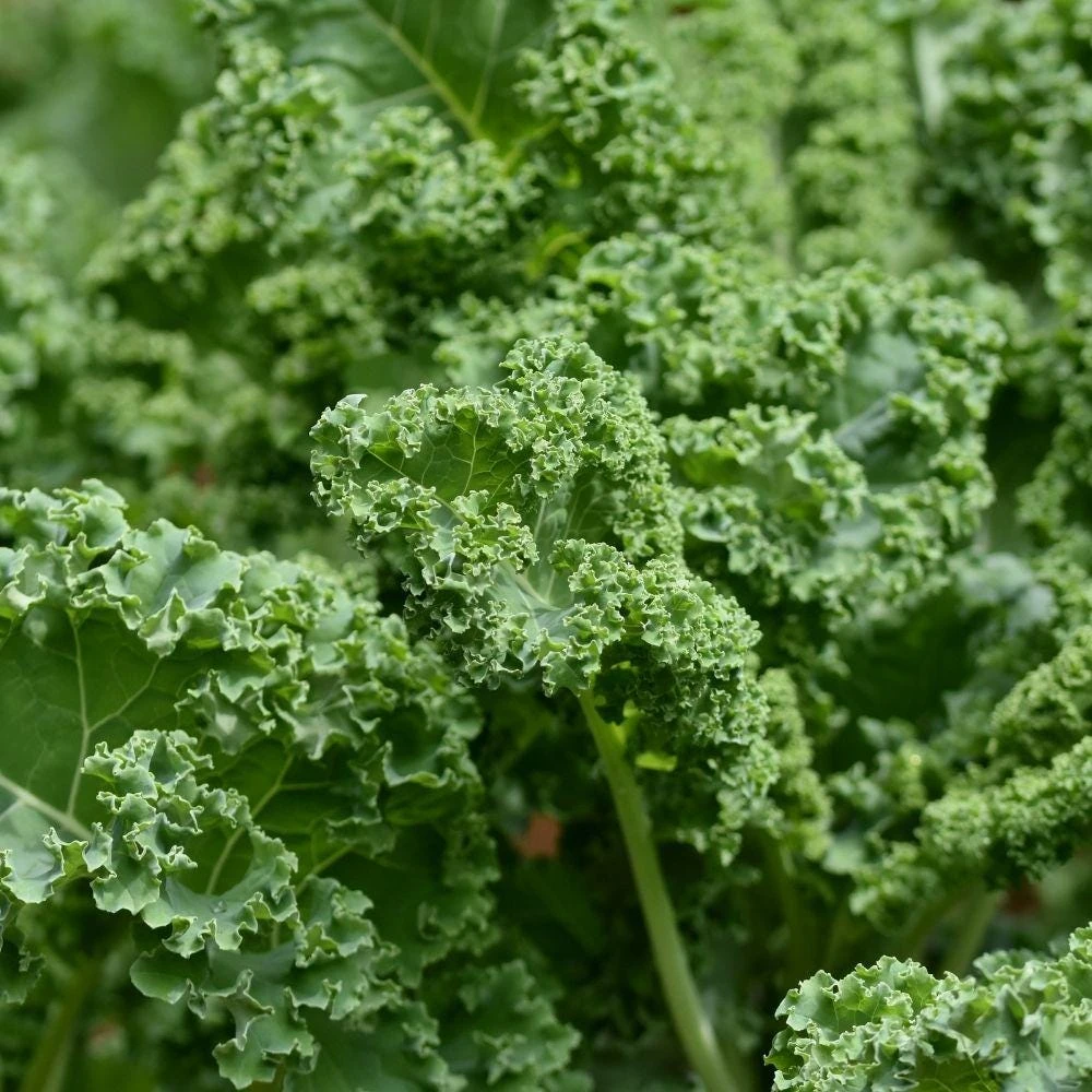 Kale Live Plants - 2 Starter Plants per Pot - Cool Season Vegetable - Image 2