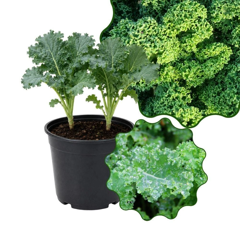 Kale Live Plants - 2 Starter Plants per Pot - Cool Season Vegetable - Image 1