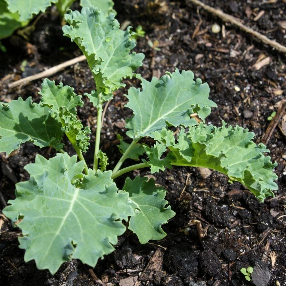 Kale Live Plants - 2 Starter Plants per Pot - Cool Season Vegetable - Image 5