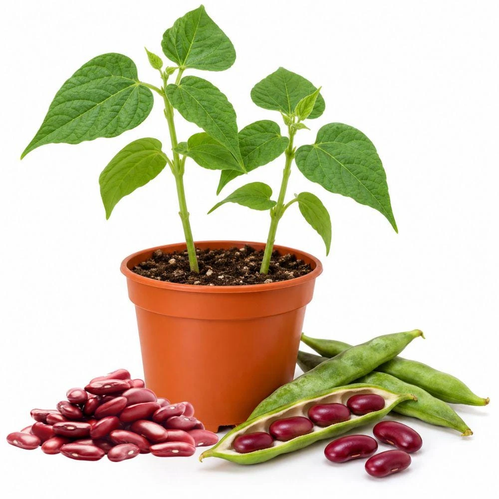 Kidney Bean Live Plants - 2 Vegetable Plants per Pot, Easy Care, Outdoor - Image 1