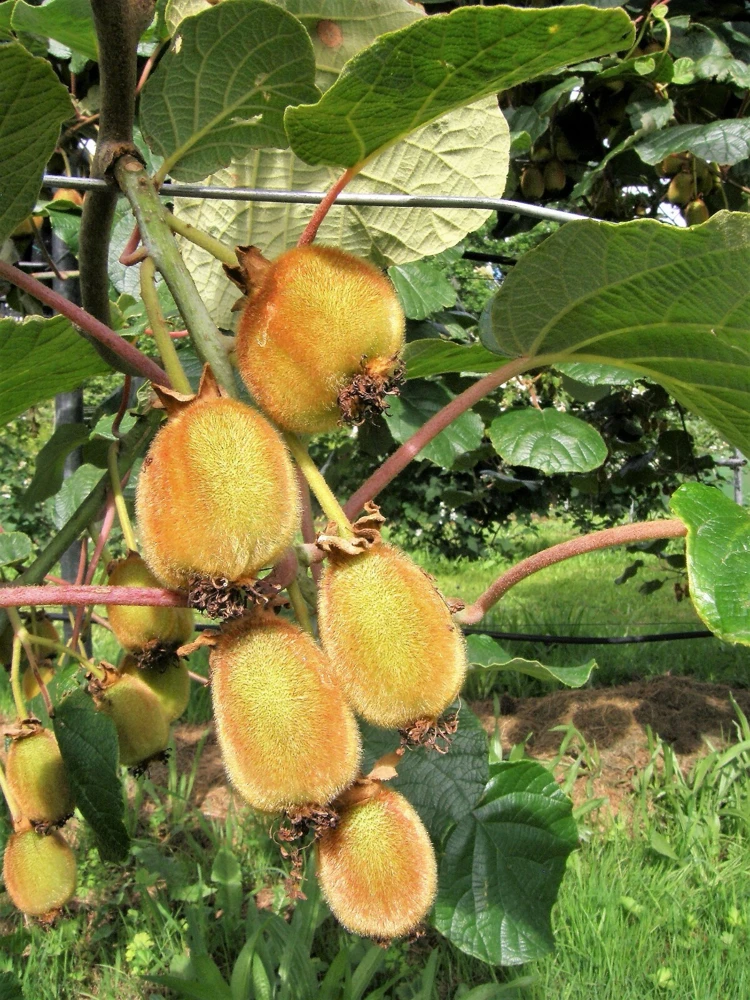 Kiwi Vines Fruit Bearing Seeds - Actinidia deliciosa - 10 Seeds - Image 1