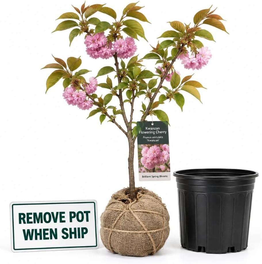 Kwanzan Flowering Cherry Tree Live Plant - 1-2 Ft Tall Double Pink Blossom - Image 5
