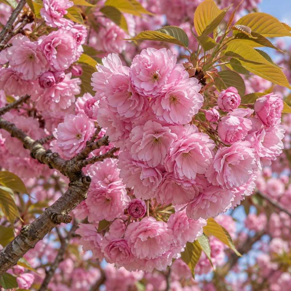 Kwanzan Flowering Cherry Tree Live Plant - 1-2 Ft Tall Double Pink Blossom - Image 6