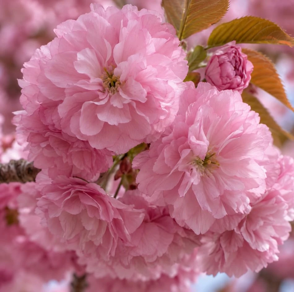 Kwanzan Flowering Cherry Tree Live Plant - 1-2 Ft Tall Double Pink Blossom - Image 7