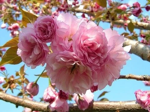 Kwanzan Flowering Cherry Tree Live Plant – Double Pink Flowers, 6-12" Tall, Hardy Zones 5-9 - Image 1