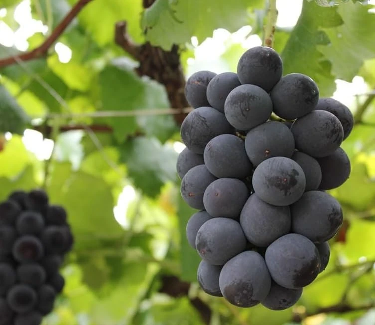 Kyoho Grape Vine Live Plant โ Large Blue-Purple Fruit โ 8-17" Tall Outdoor - Image 2