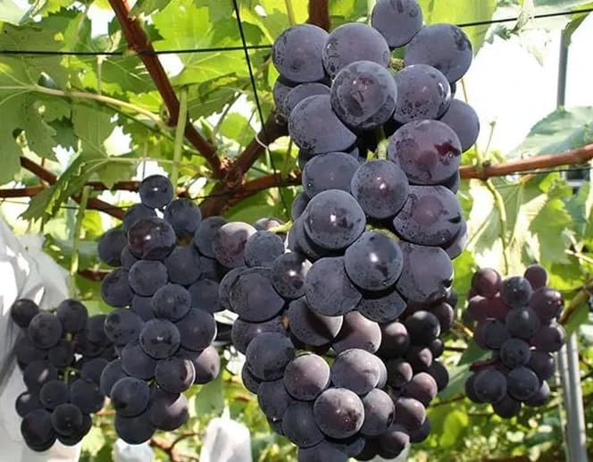 Kyoho Grape Vine Live Plant โ Large Blue-Purple Fruit โ 8-17" Tall Outdoor - Image 3