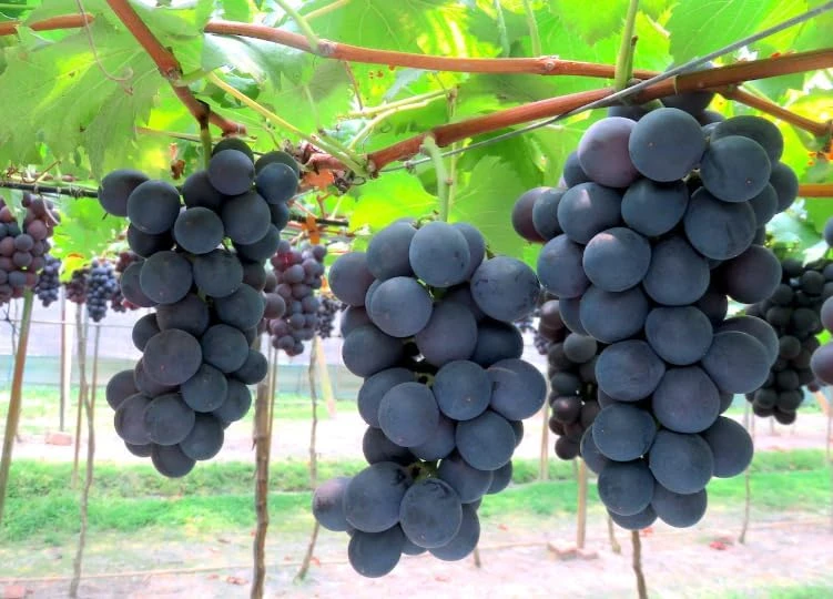 Kyoho Grape Vine Live Plant โ Large Blue-Purple Fruit โ 8-17" Tall Outdoor - Image 5