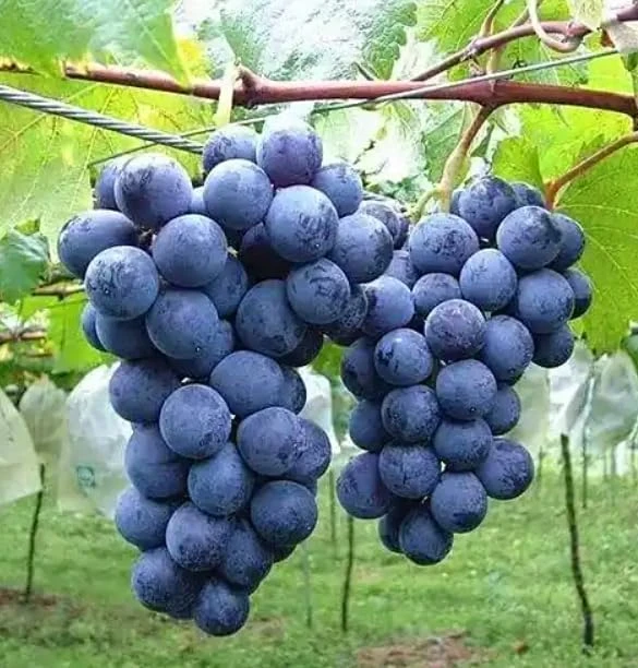 Kyoho Grape Vine Live Plant โ Large Blue-Purple Fruit โ 8-17" Tall Outdoor - Image 6