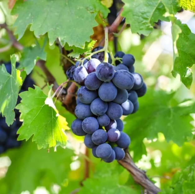 Kyoho Grape Vine Live Plant โ Large Blue-Purple Fruit โ 8-17" Tall Outdoor - Image 7