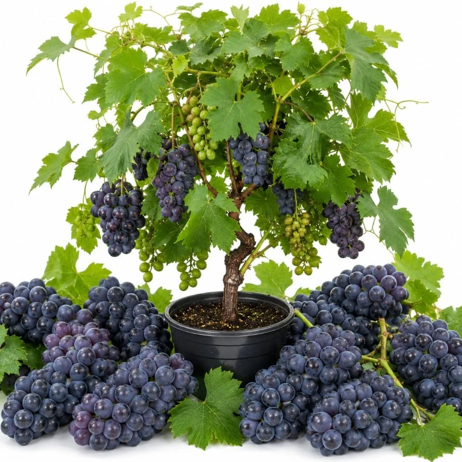 Kyoho Grape Vines Live Plant – 1-2 Ft Tall in Gallon Pot – Outdoor Fruit Plant - Image 1