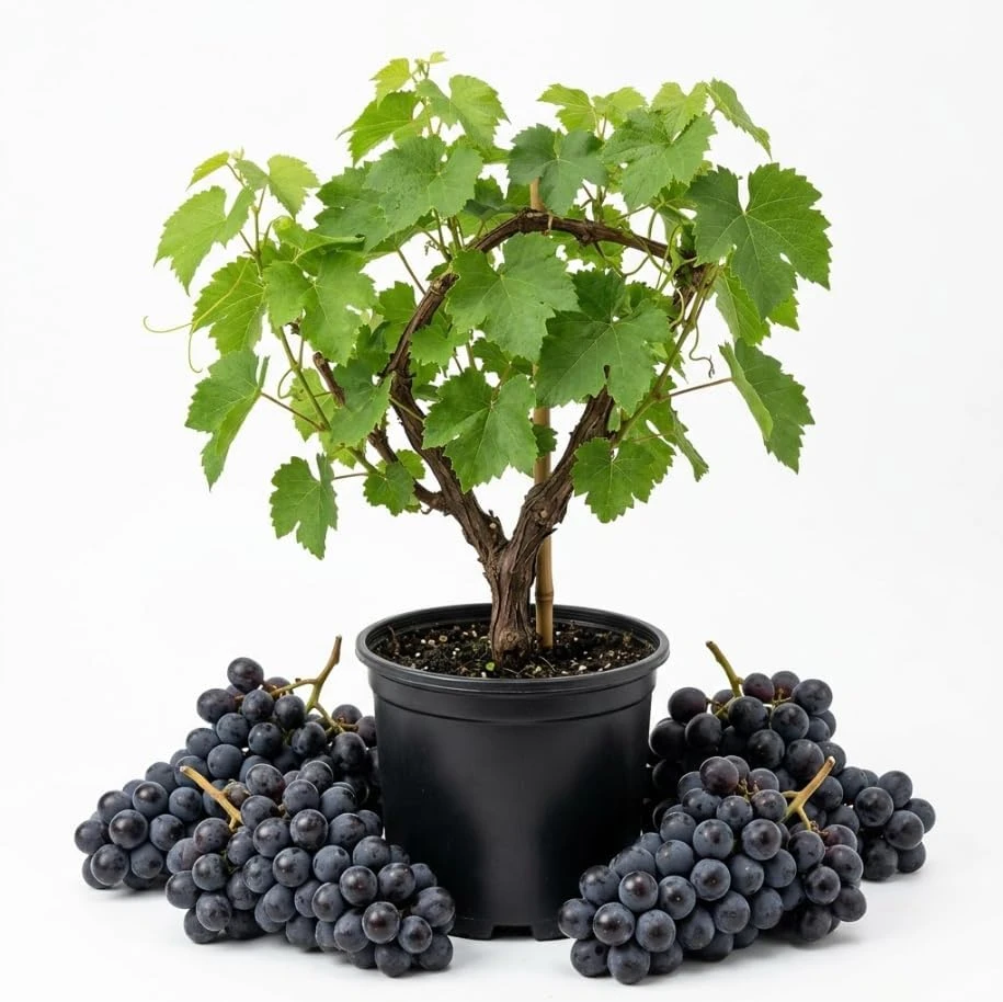 Kyoho Grape Vines Live Plant - Giant Blue Purple Berries - 1-2 Ft in Gallon Pot - Image 1