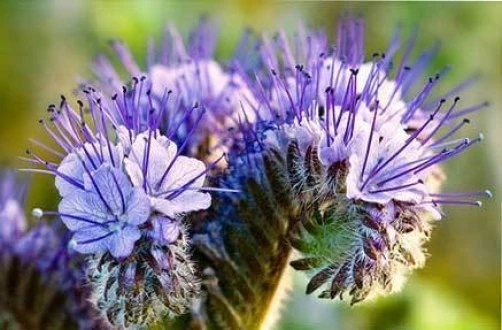 Lacy Phacelia Seeds - Phacelia tanacetifolia - 20 Seed Pack - Annual Flower - Image 1