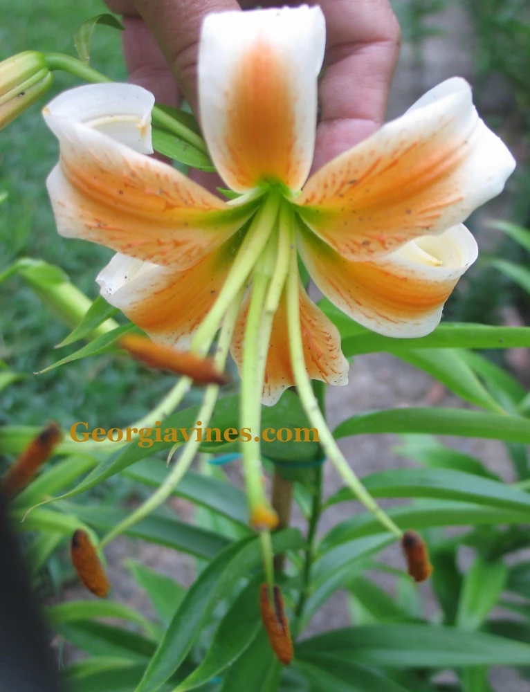 Lady Alice Bright Star Lilium Trumpet Lily Seeds - 10 Seeds - Image 1