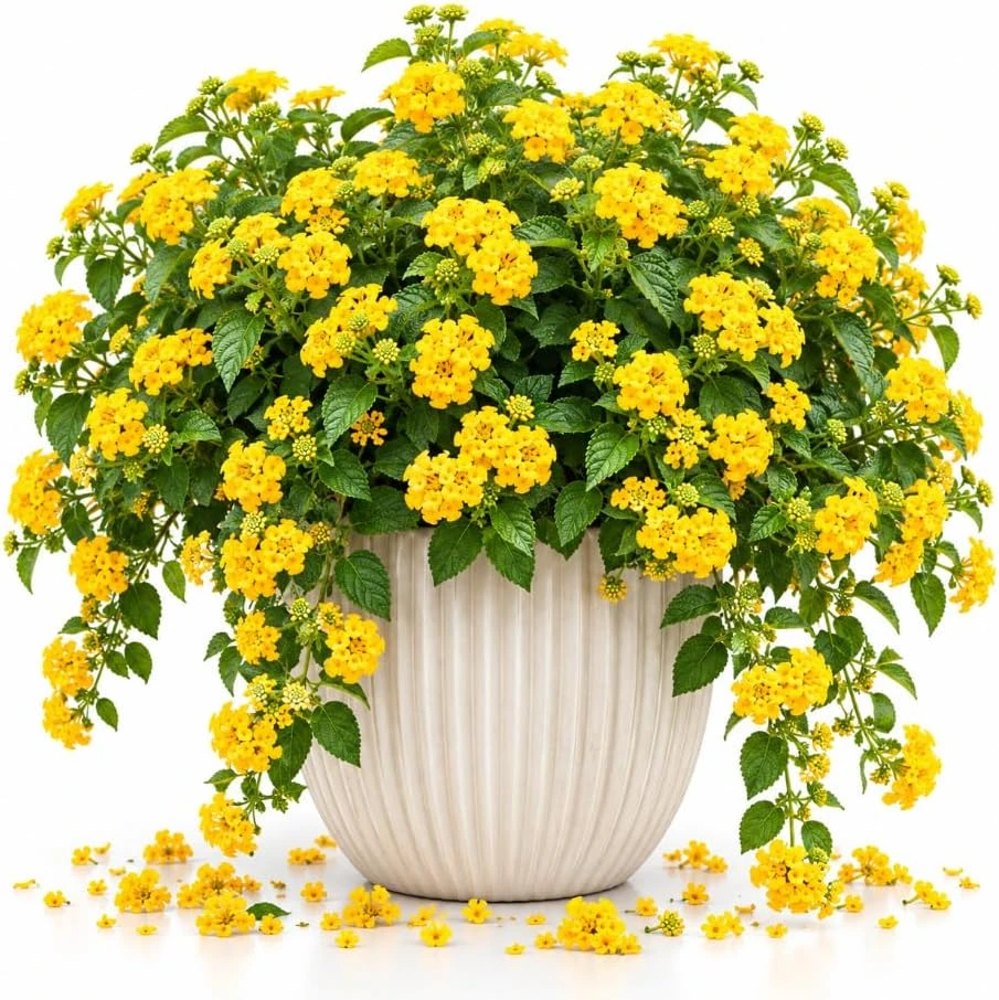 Lantana Live Plant – Flowering Starter – 4-7 Inches Tall – Purple – Outdoor - Image 1