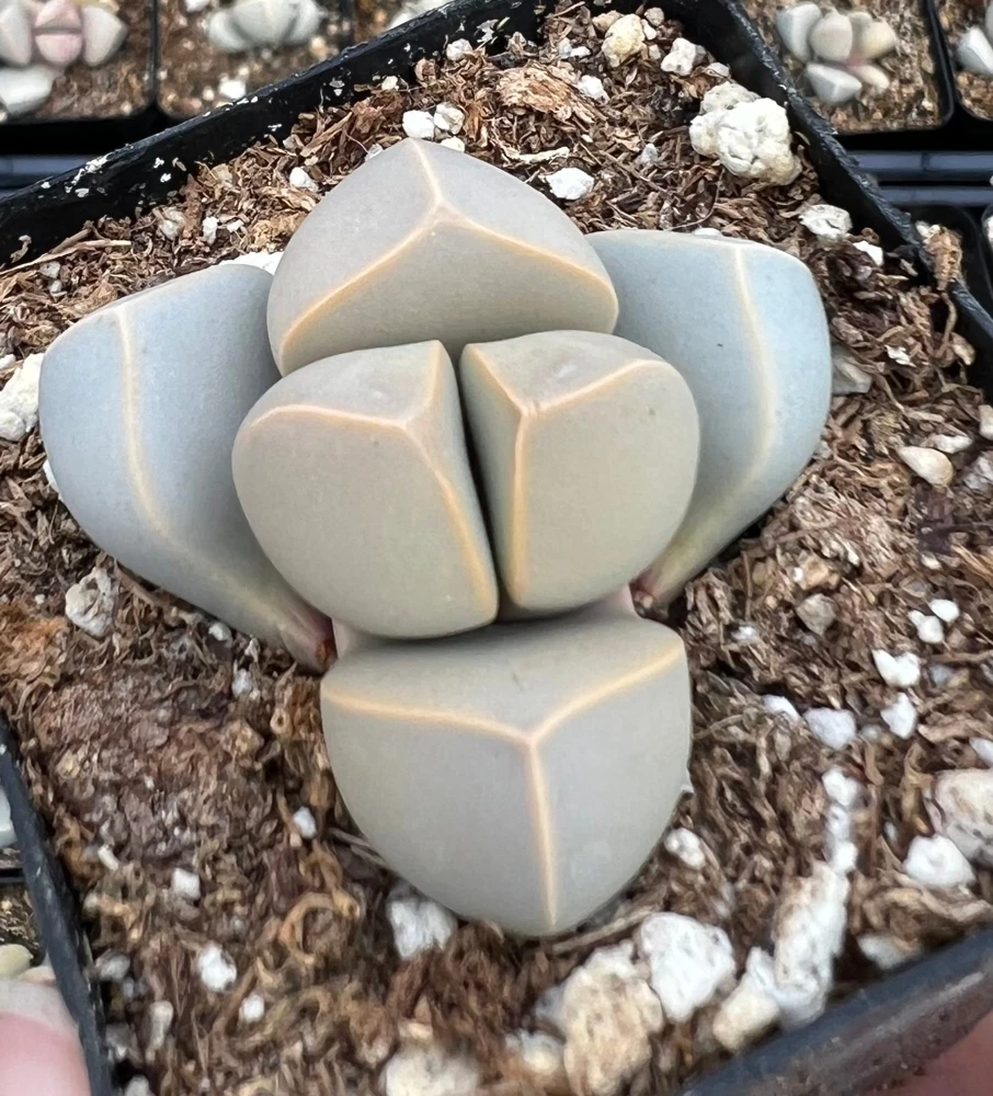 Lapidaria Margaretae Karoo Rose Split Rock Plant – 2 inch Pot – Live Succulent - Image 1