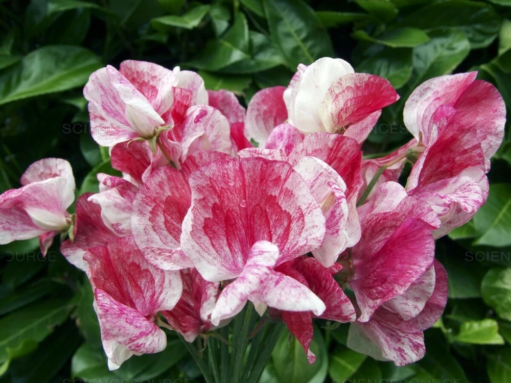 Lathyrus odoratus America Sweet Pea Seeds - 8 Count Pack - Image 1
