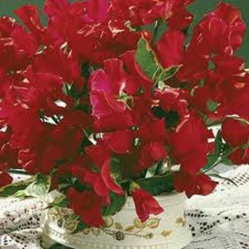 Lathyrus odoratus Barry Dare Sweet Pea Seeds - 5 Seeds, Fragrant Annual Flower - Image 1