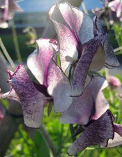 Lathyrus odoratus Nimbus Sweet Pea Seeds - 5 Seeds - Fragrant Perennial - Image 1