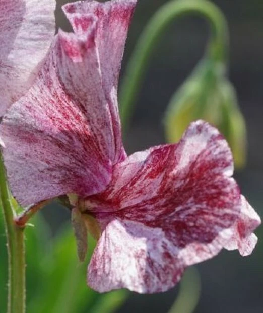 Lathyrus odoratus Suzy Z Sweet Pea Seeds - 5 Seeds, Fragrant Annual Flower - Image 1