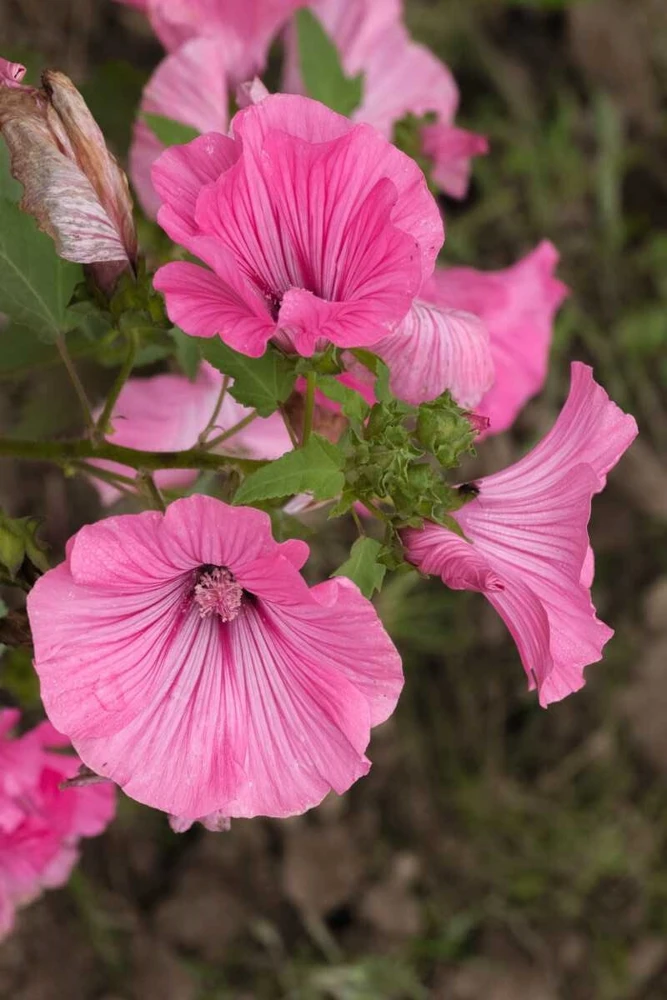 Lavatera Tree Mallow Seeds - Perennial Malva Flower Seeds - 15 Count - Image 1