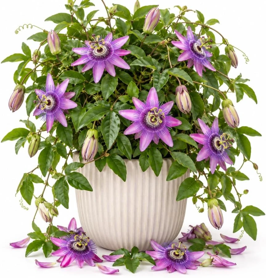 Lavender Passiflora Live Plant, 4-7 Inches – Violet Passionflower Climbing Vine - Image 1