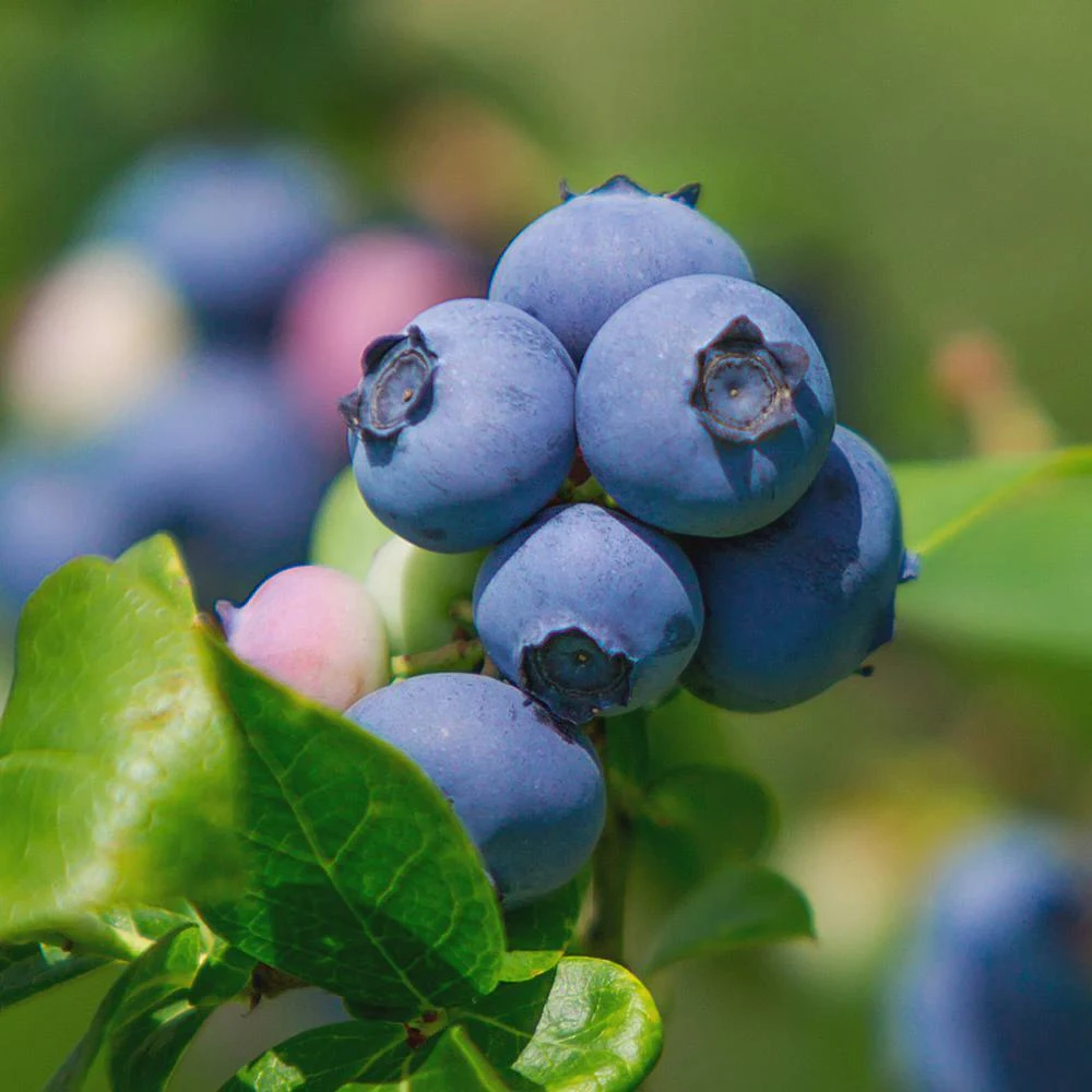 Legacy Blueberry Live Plant โ 4 inch Pot โ Outdoor Fruit Shrub - Image 3