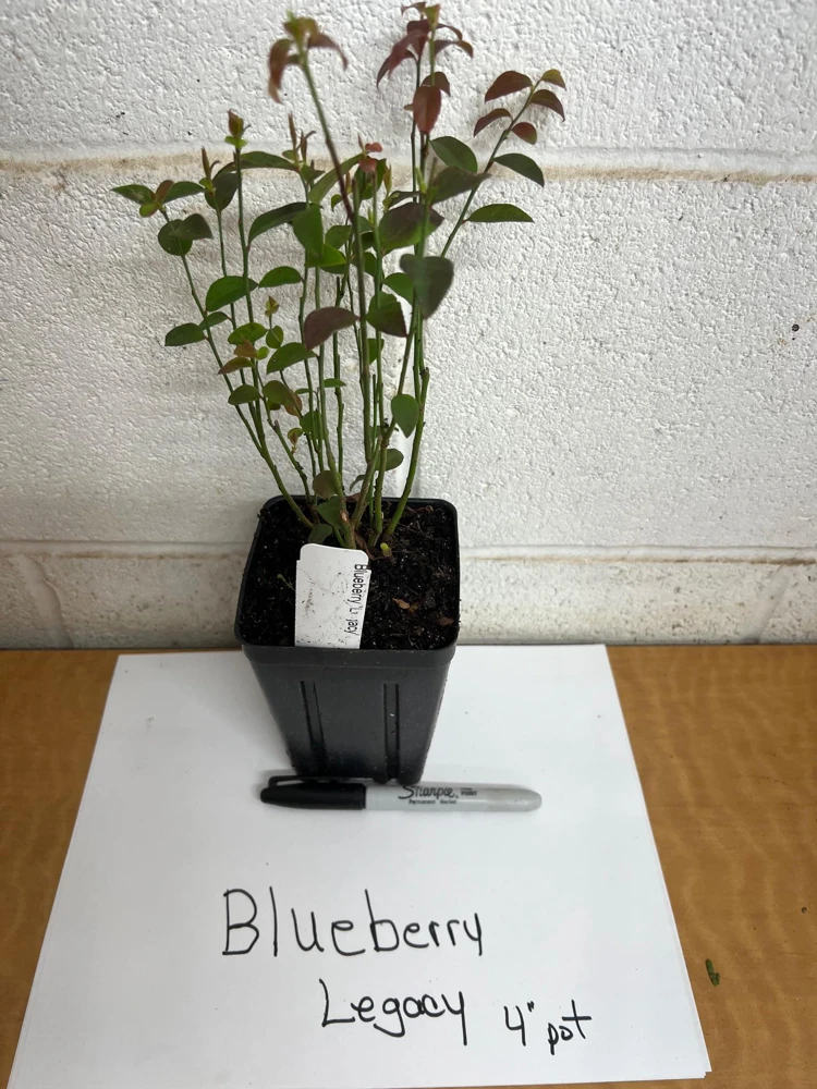 Legacy Blueberry Live Plant โ 4 inch Pot โ Outdoor Fruit Shrub - Image 4