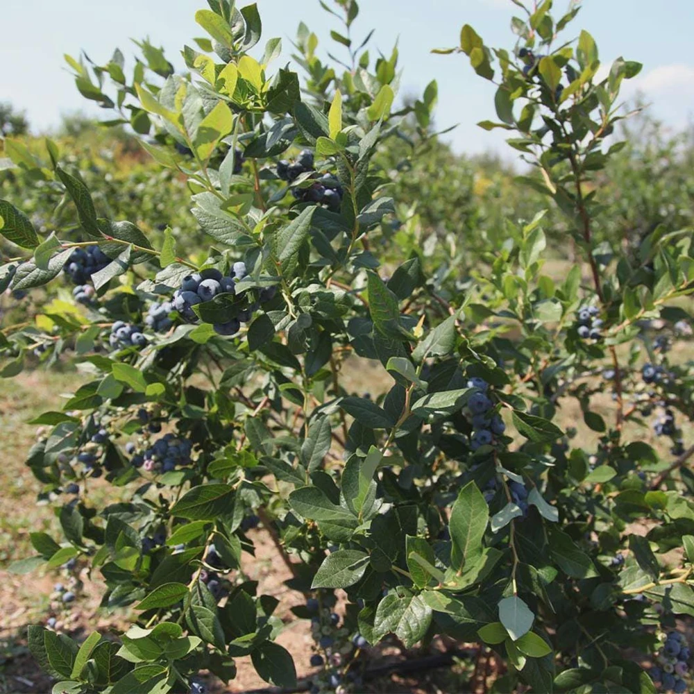 Legacy Blueberry Live Plant โ 4 inch Pot โ Outdoor Fruit Shrub - Image 6