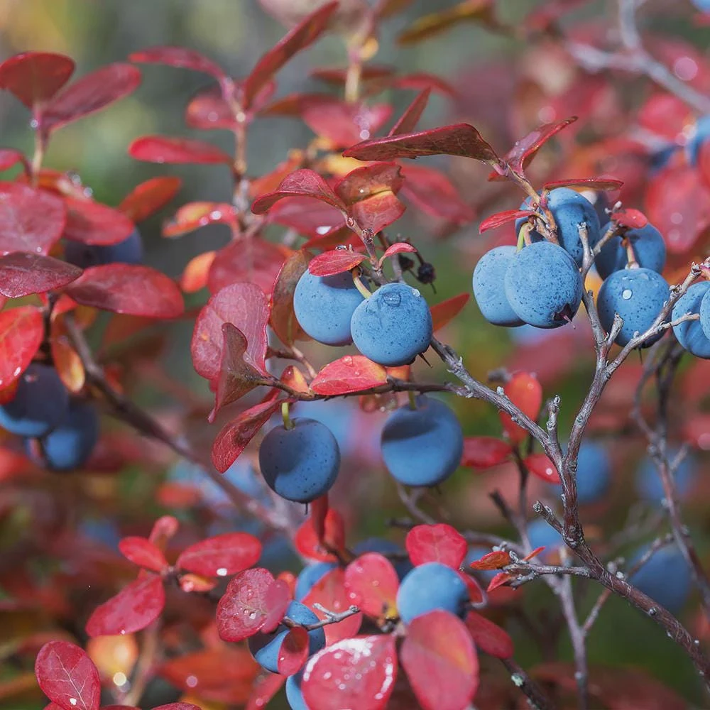 Legacy Blueberry Live Plant โ 4 inch Pot โ Outdoor Fruit Shrub - Image 7