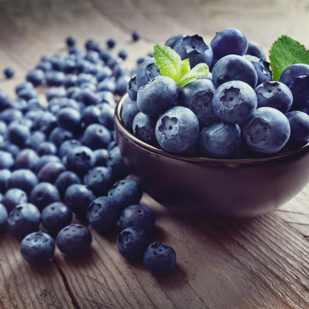 Legacy Blueberry Live Plant – 4 inch Pot – Outdoor Fruit Shrub - Image 1