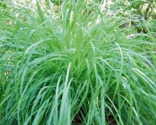 Lemon Grass Seeds (Cymbopogon flexuosus) - 10 Count Herb Seeds - Image 1