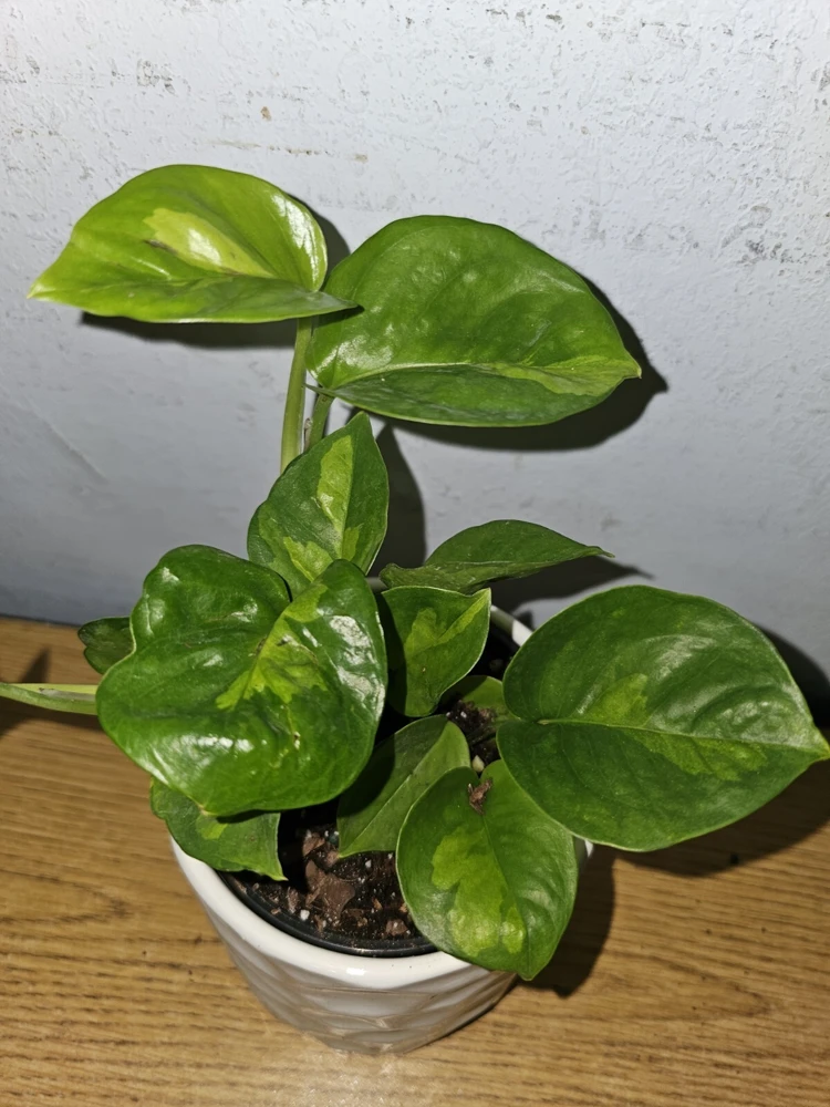 Lemon Meringue Pothos Live Plant โ 4 inch Nursery Pot โ Indoor/Outdoor Vine - Image 2