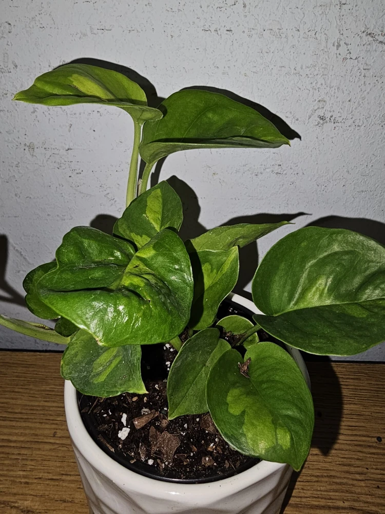 Lemon Meringue Pothos Live Plant โ 4 inch Nursery Pot โ Indoor/Outdoor Vine - Image 3