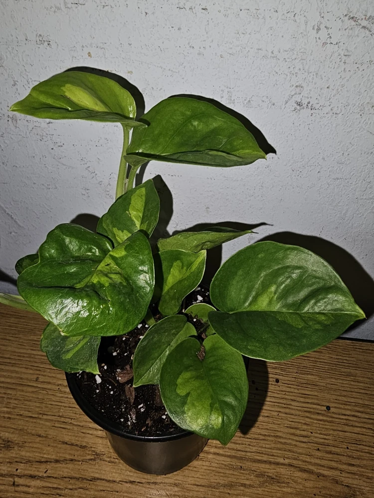 Lemon Meringue Pothos Live Plant โ 4 inch Nursery Pot โ Indoor/Outdoor Vine - Image 4