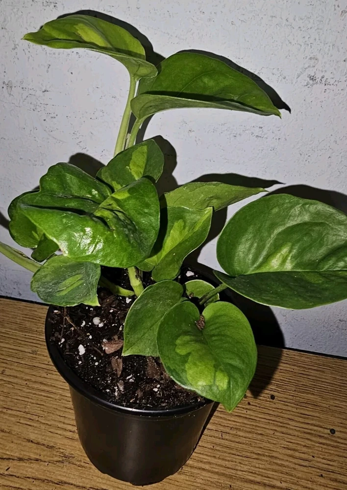 Lemon Meringue Pothos Live Plant โ 4 inch Nursery Pot โ Indoor/Outdoor Vine - Image 5