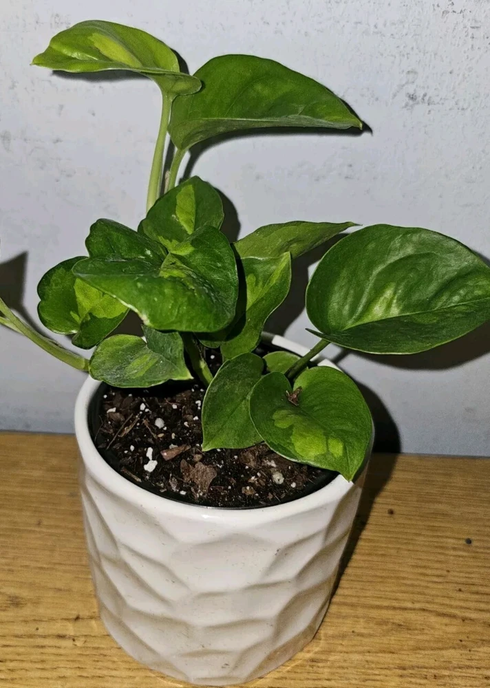 Lemon Meringue Pothos Live Plant – 4 inch Nursery Pot – Indoor/Outdoor Vine - Image 1