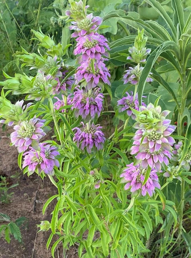 Lemon Mint Live Plant - 3" Pot - Aromatic Culinary Herb - Mentha spp. - Image 2