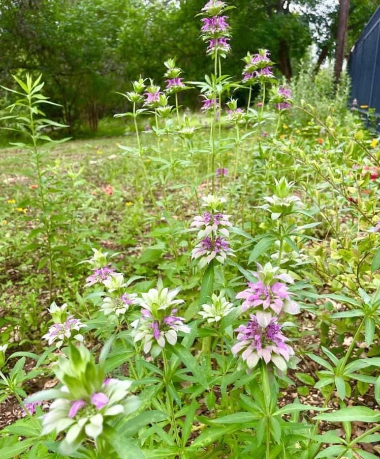 Lemon Mint Live Plant - 3" Pot - Aromatic Culinary Herb - Mentha spp. - Image 1
