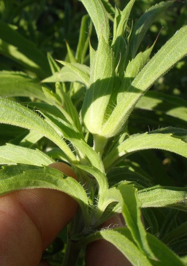 Lemon Mint Live Plant - 3" Pot - Aromatic Culinary Herb - Mentha spp. - Image 3