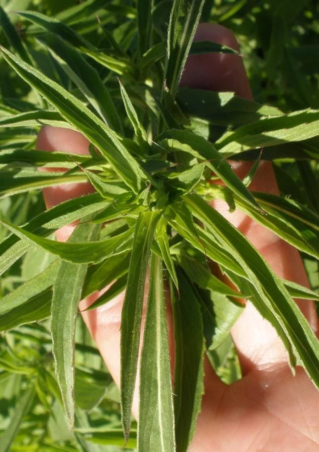 Lemon Mint Live Plant - 3" Pot - Aromatic Culinary Herb - Mentha spp. - Image 4