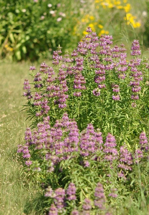Lemon Mint Live Plant - 3" Pot - Aromatic Culinary Herb - Mentha spp. - Image 5