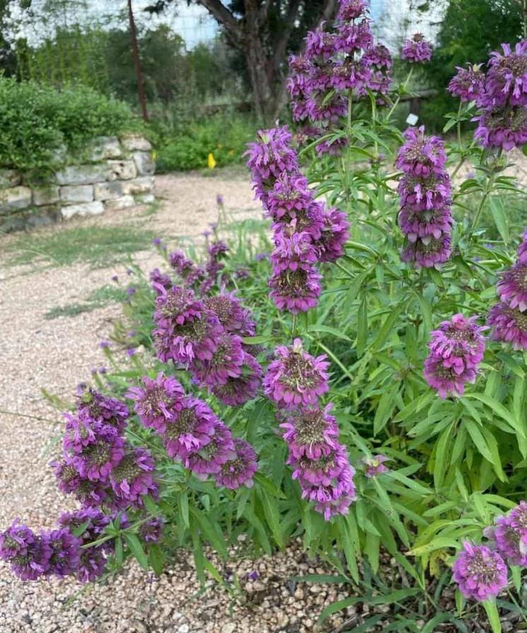 Lemon Mint Live Plant - 3" Pot - Aromatic Culinary Herb - Mentha spp. - Image 7
