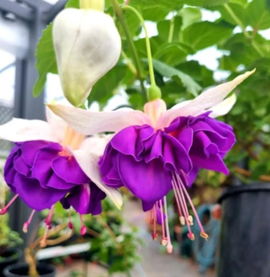 Lena Fuchsia Live Plant - 5" Pot - Pink & Purple Flowering Ornamental - Shade-Loving - Image 1