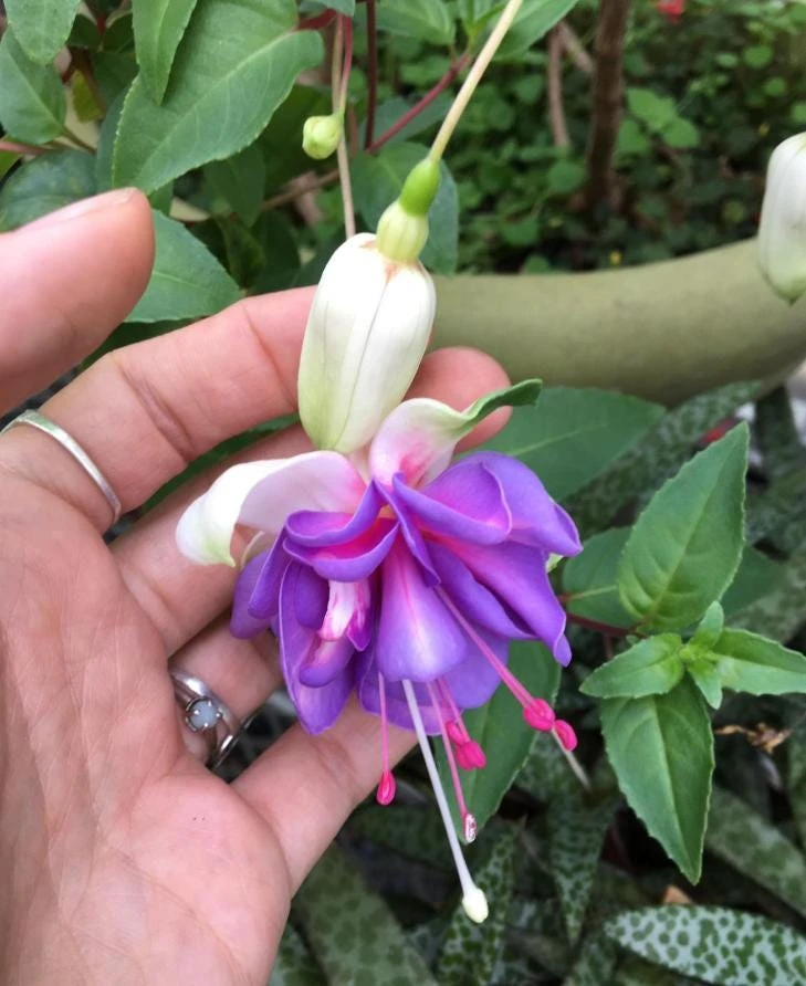 Lena Fuchsia Live Plant - Pink & Purple Flowers, 5" Pot, Shade-Loving, Ornamental, Set of 2 - Image 1