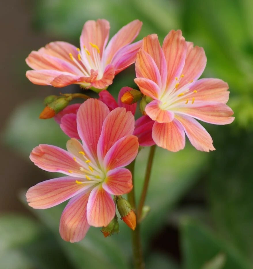 Lewisia cotyledon Sunset Strain Seeds - 10 Perennial Flower Seeds - Image 1